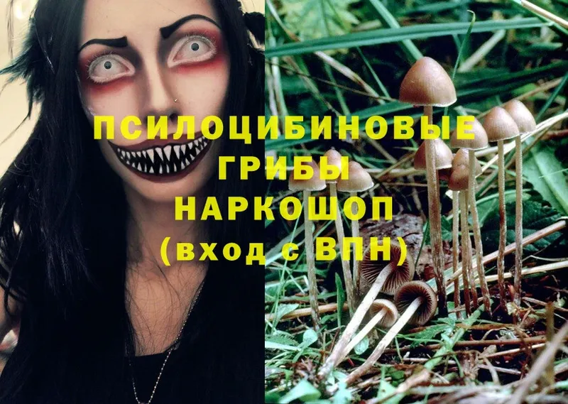 Галлюциногенные грибы Psilocybe Прокопьевск